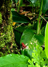 2470978 :: Giclée Rolled Canvas Print